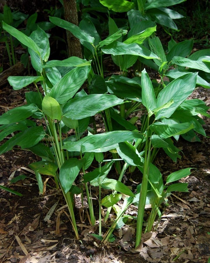 Arrowroot plant with elegant arrow-shaped leaves in garden setting