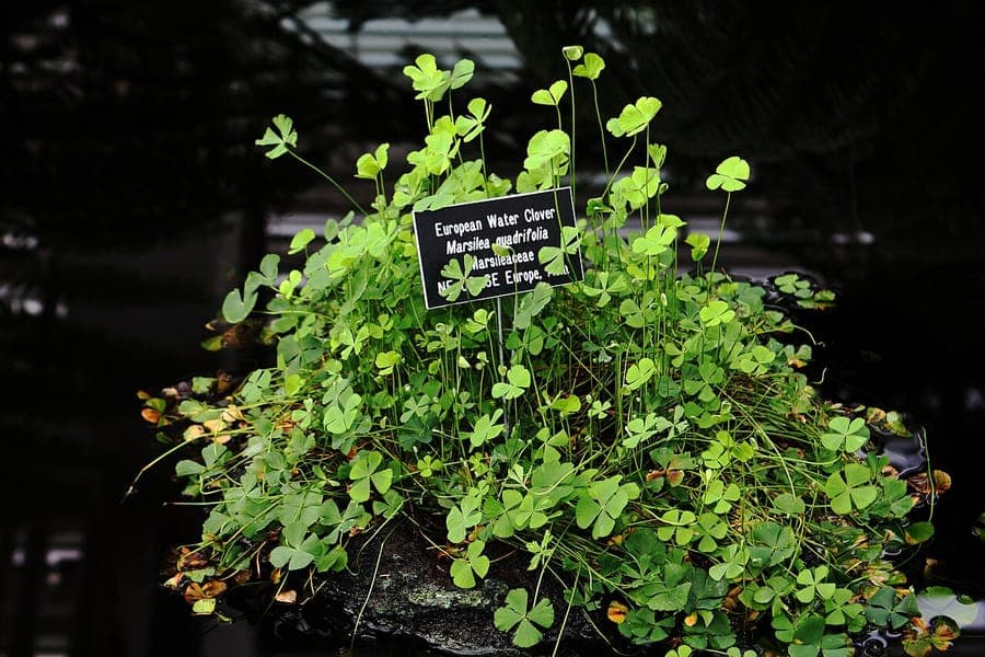 Marsilea quadrifolia met karakteristieke vierbladerig blad arrangement in water