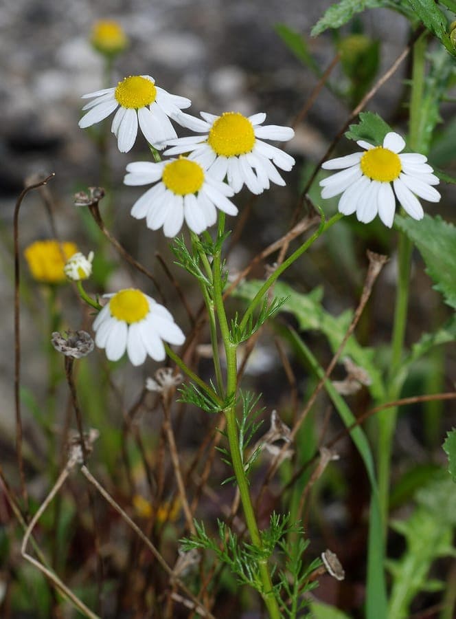Matricaria chamomilla flowers displaying characteristic yellow disk florets surrounded by white ray petals