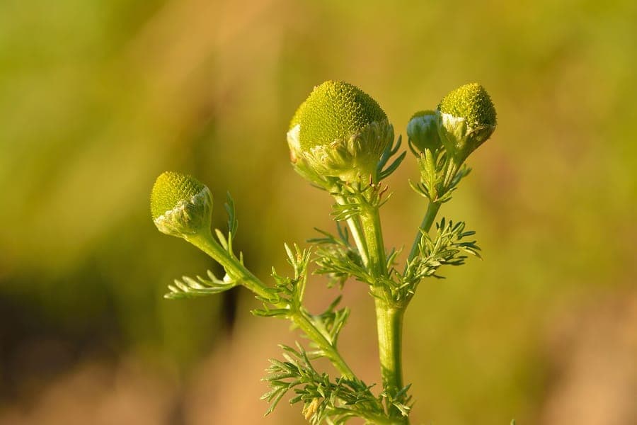 Blüten der strahlenlosen Kamille in voller Blüte
