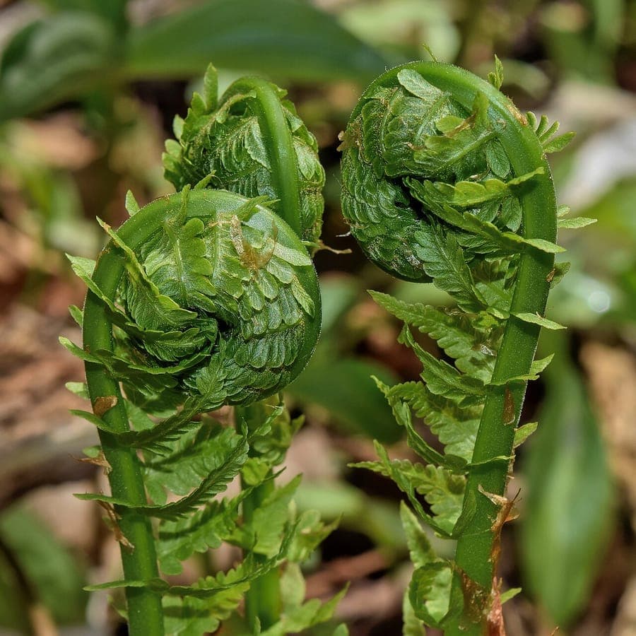 Ostrich fern with distinctive ostrich-feather-like fronds in woodland setting