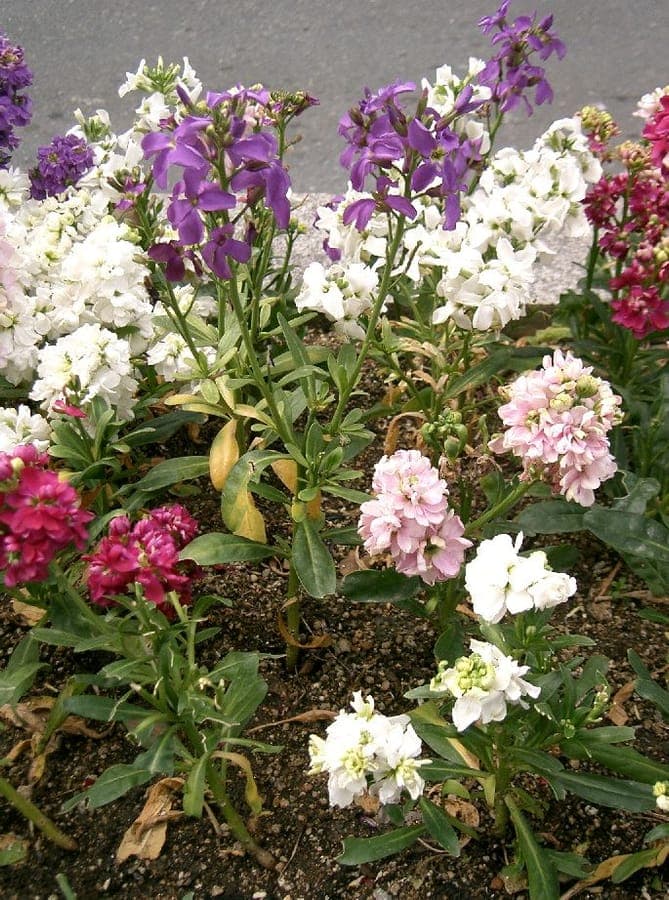 Hoary stock (Matthiola incana) in full bloom