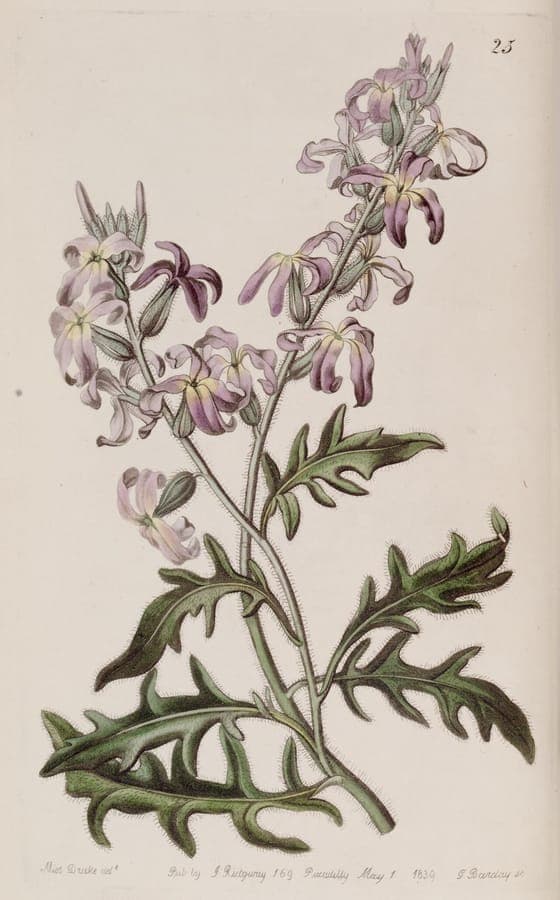 Giroflée à longs pétales avec fleurs violettes à la lumière du soir