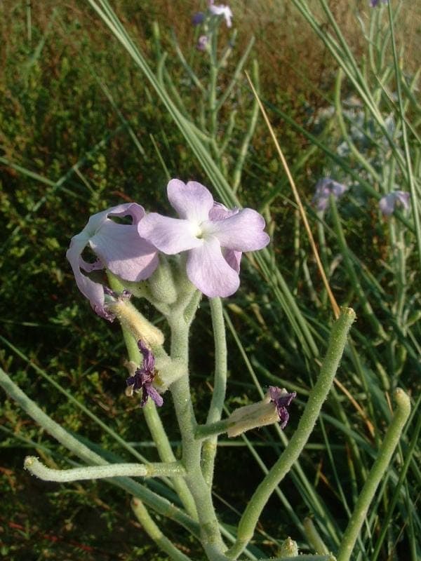 Strand-Levkoje mit violetten Blüten