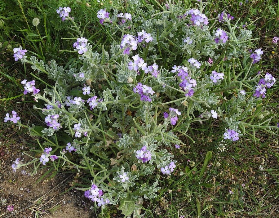 Dreihornige Levkoje Pflanze mit violetten Bluten