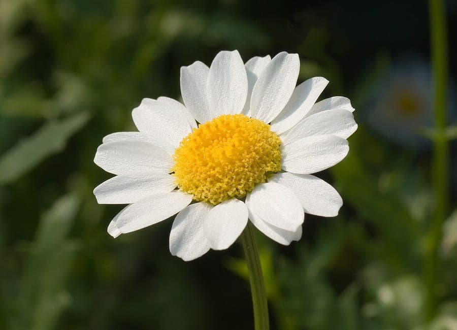 Weisse Bluten von Mauranthemum paludosum mit gelbem Zentrum