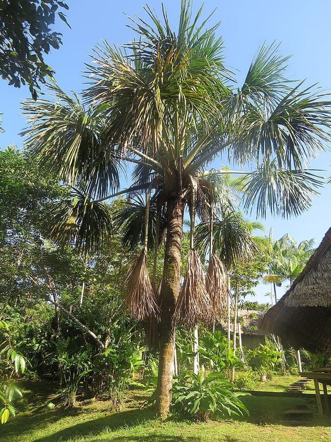 Majestueuze Mauritia flexuosa palm in de tropen