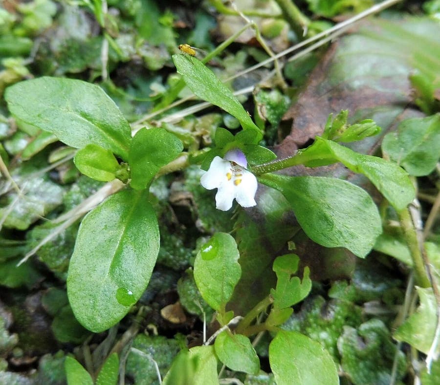 Plante mazus du Japon avec fleurs violettes