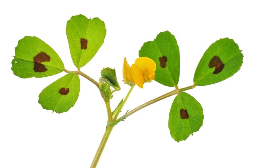 Spotted bur-clover plant with flowers and characteristic spiral pods