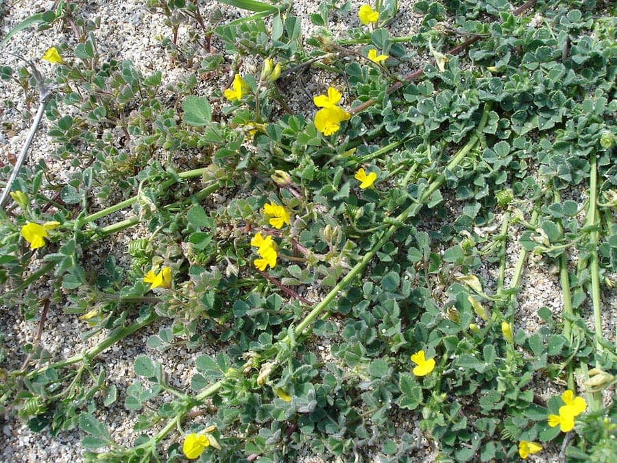Medicago littoralis displaying yellow flowers and trifoliate leaves