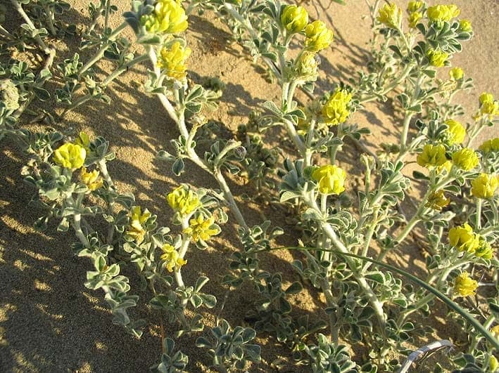 Medicago marina plant with yellow flowers in natural coastal habitat