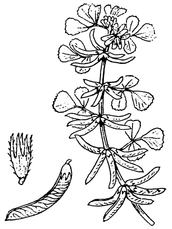 Fleurs jaunes de Medicago monspeliaca
