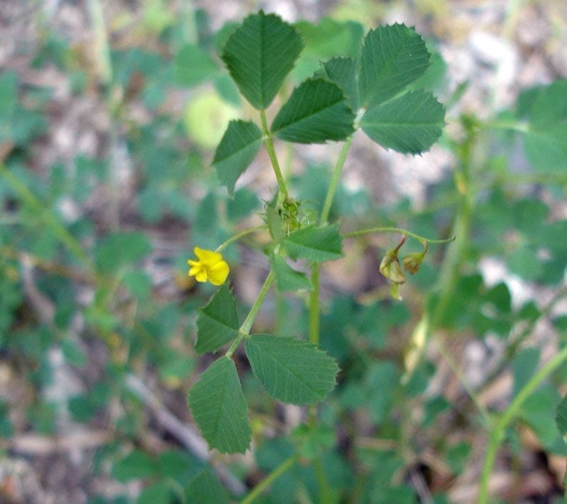 Medicago orbicularis plant with characteristic disc-shaped seed pods