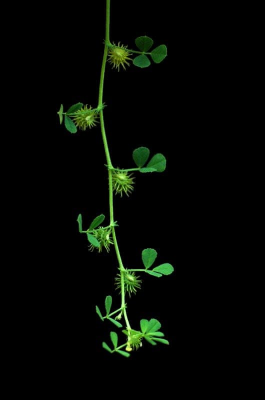Medicago praecox plant with early yellow flowers in spring