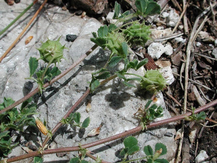 Medicago rigidula avec fleurs