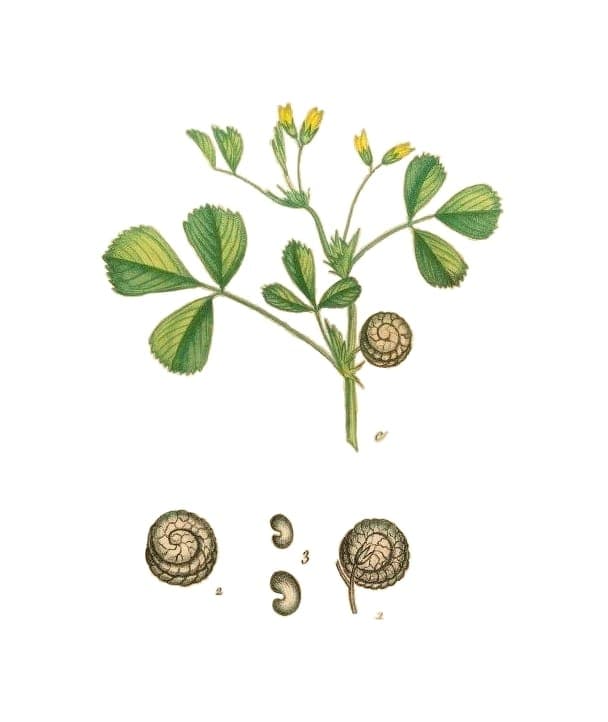 Distinctive ribbed seed pods of Medicago rugosa