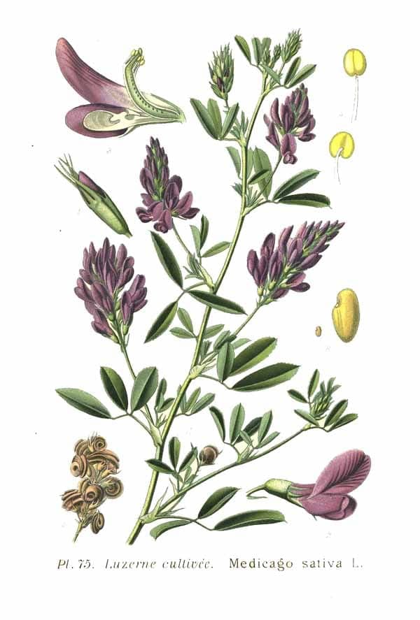 Luzerne mit purpurblauem Blütenstand und dreizähligen Blättern in voller Blüte