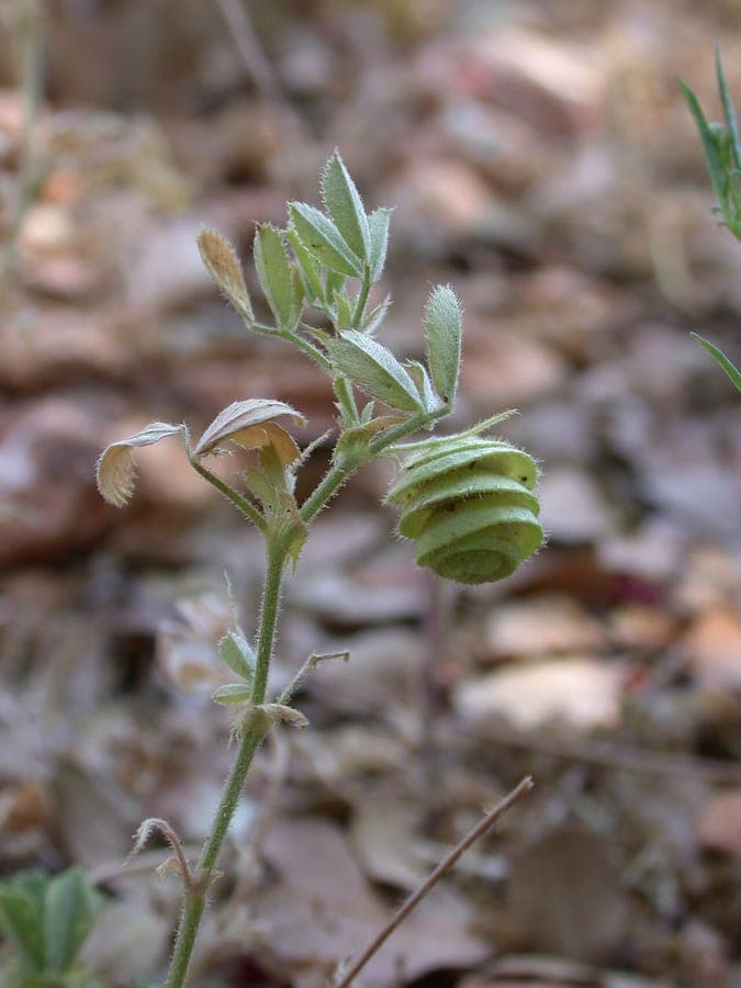 Goldgelbe Bluten von Medicago scutellata
