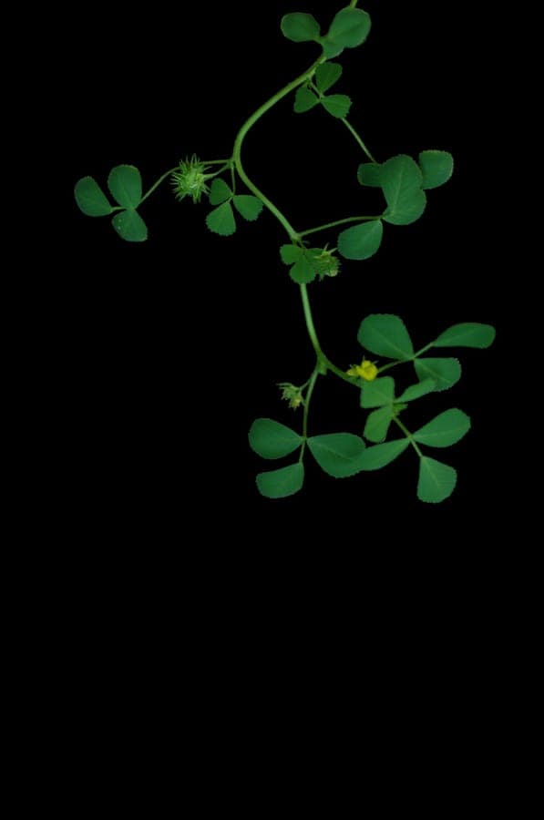Medicago truncatula plant with characteristic barrel-shaped seed pods