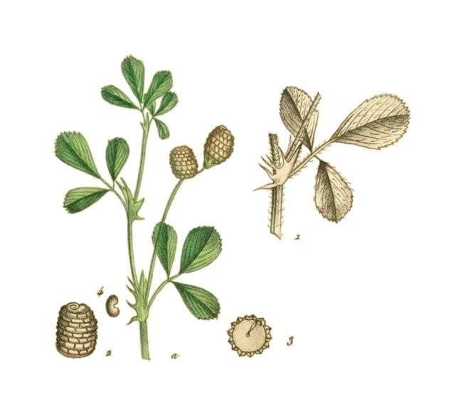 Southern medick with purple flowers in Mediterranean landscape