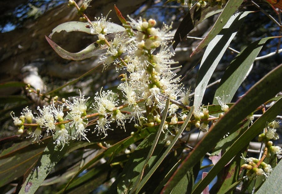 Melaleuca leucadendra boom met karakteristieke wit-grijze schors