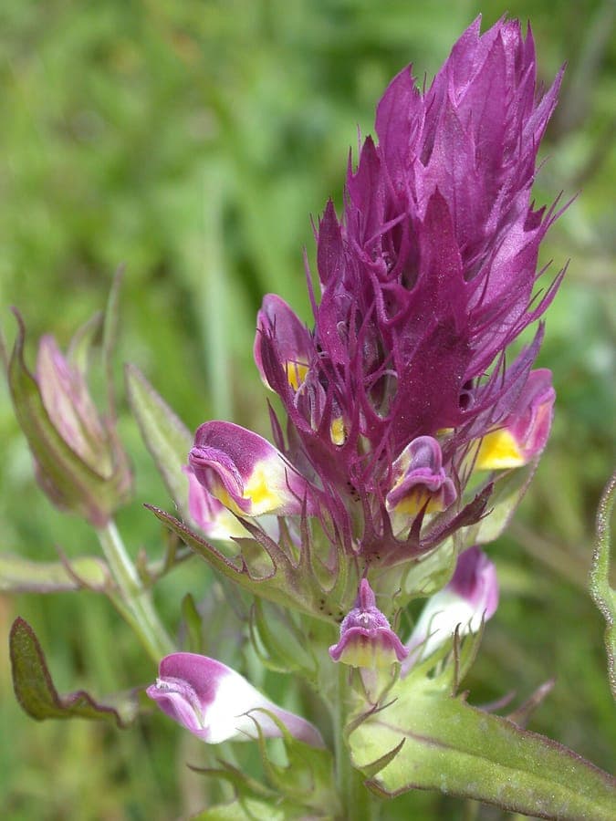 Field cow-wheat with red-yellow flowers and characteristic hooked sepals