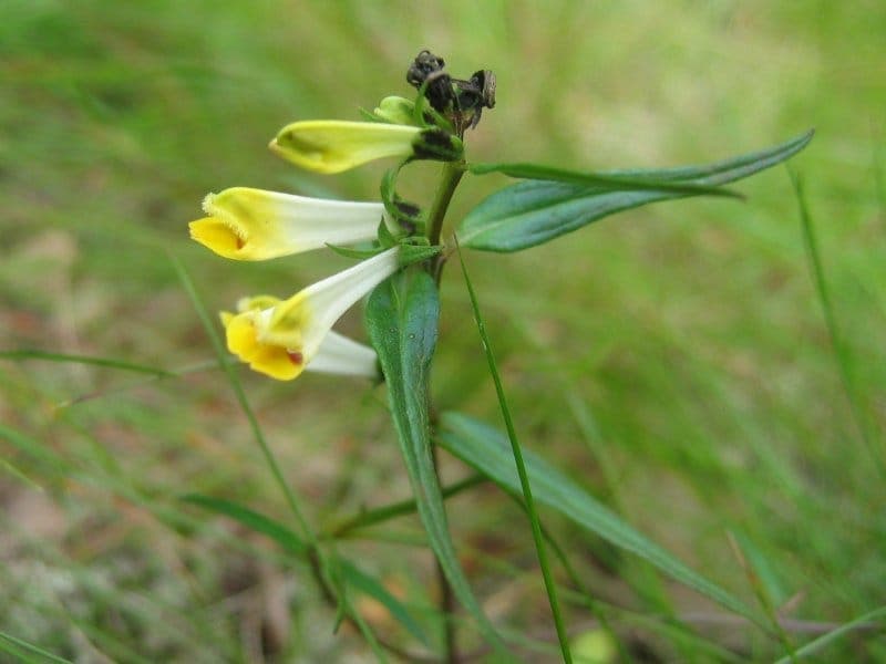 Common cow-wheat in garden