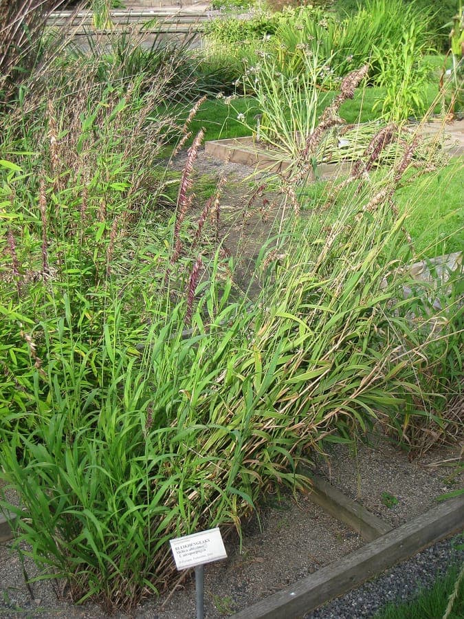 Melica altissima plant with elegant flower spikes in summer sun