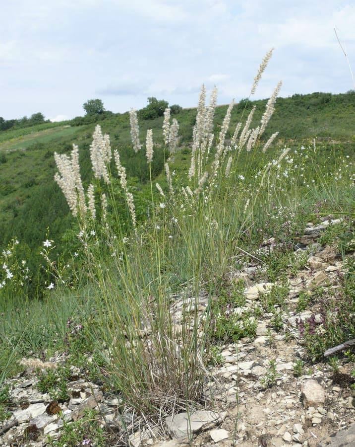 Ciliate melic in garden
