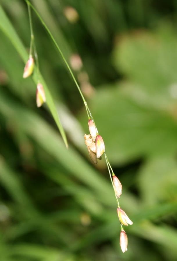 Wood melick in garden