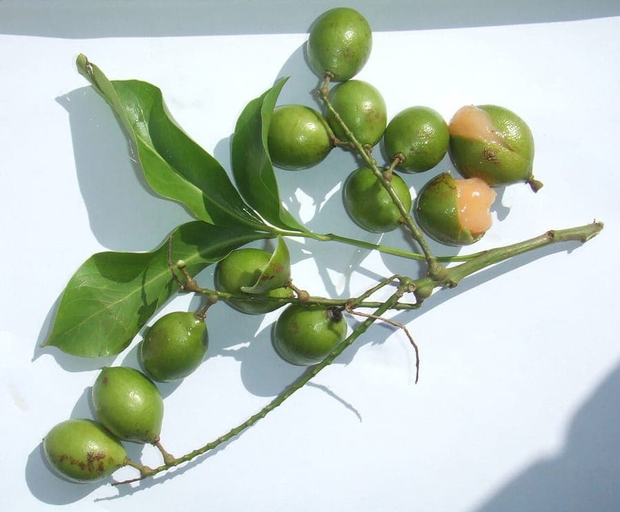 Genip tree with lush green foliage and characteristic round fruits