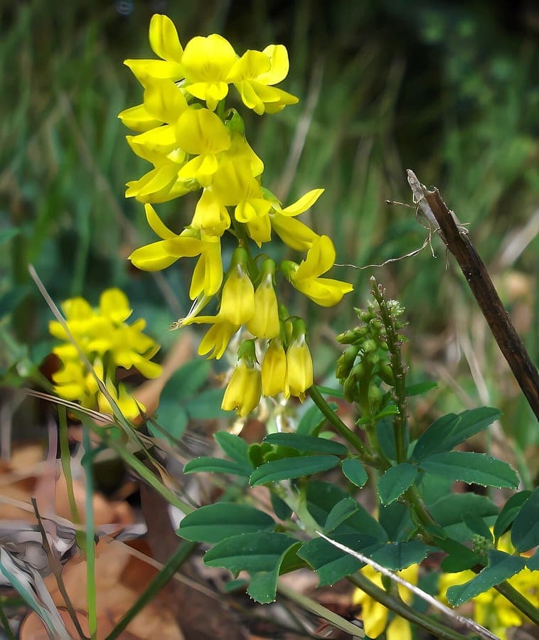 Tall melilot displaying dense golden flower spikes