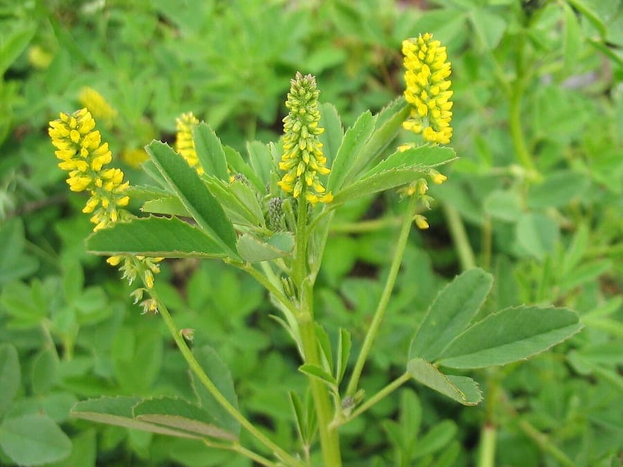 Groupe de plantes mélilot des Indes avec de nombreux épis floraux jaunes