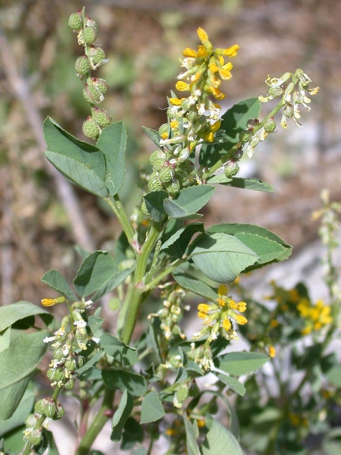 Melilotus italicus, ook bekend als Italiaans melilot
