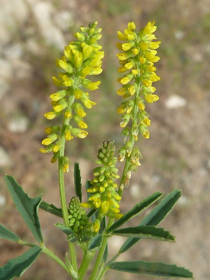 Fleurs de mélilote en jaune et crème
