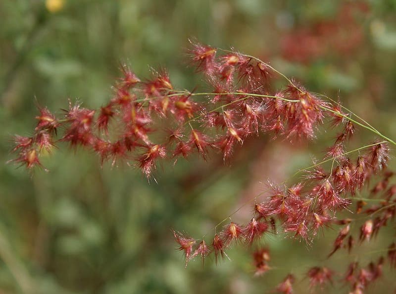 Red Natal grass (Melinis repens) displaying pink-red flower spikes in full growth