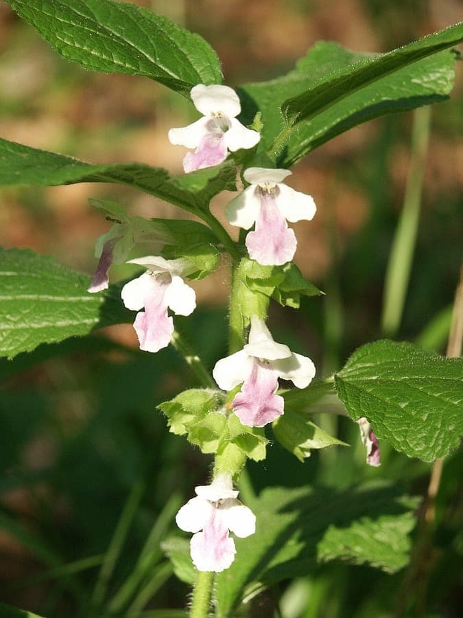 Bastard Balm (Melittis melissophyllum) in bloom with white and purple bicoloured flowers in natural woodland edge