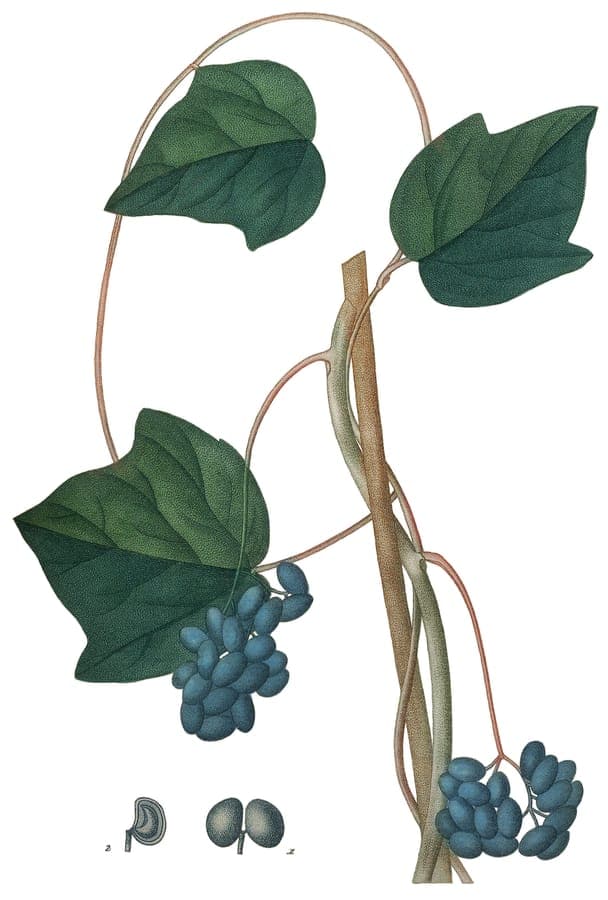 Kanadischer Mondsame mit serpentinartigen Ranken
