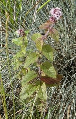 Watermunt (Mentha aquatica) in volle bloei aan de oever van een tuinvijver
