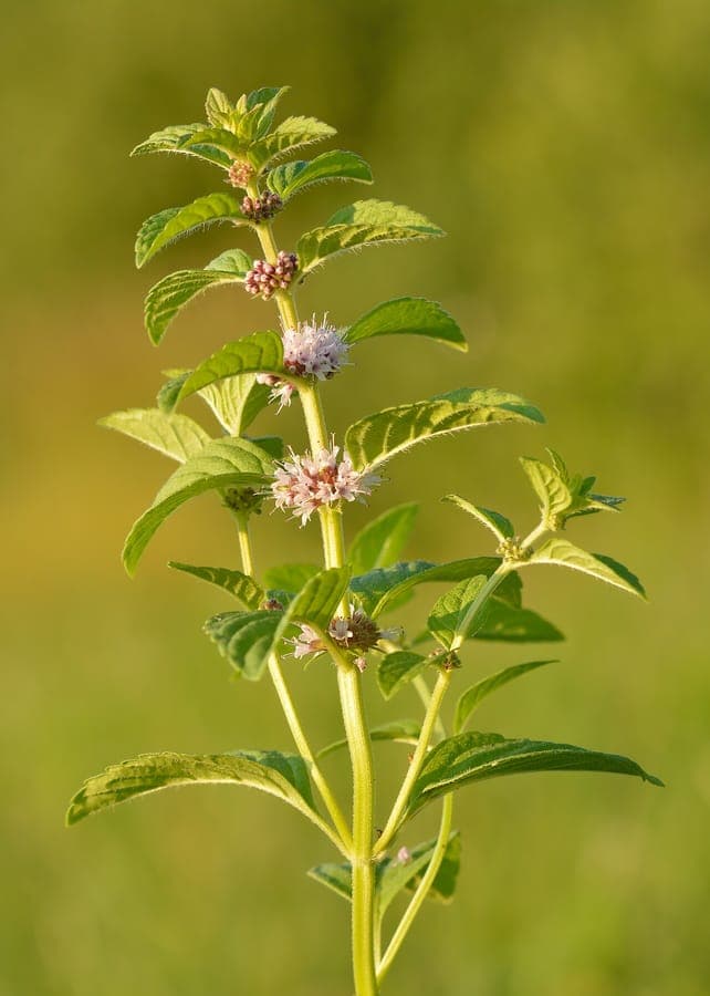 Ackerminze in voller Blüte an einem sonnigen Gartenrand