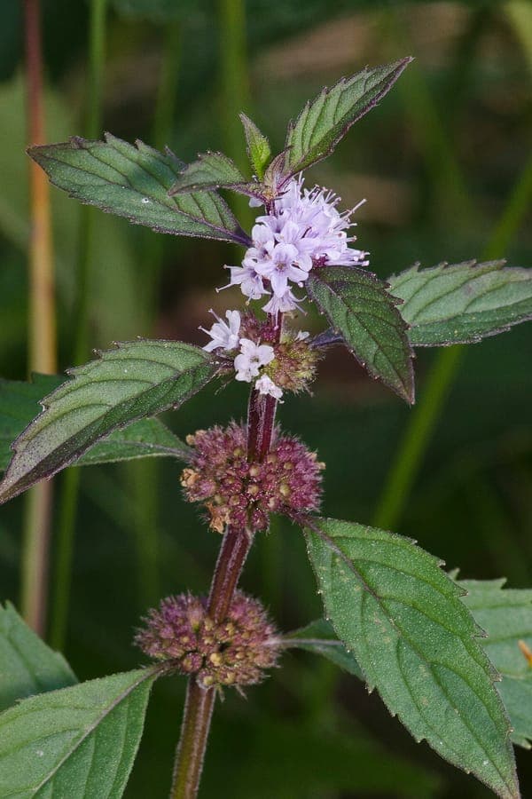 Menthe canadensis qui pousse au jardin