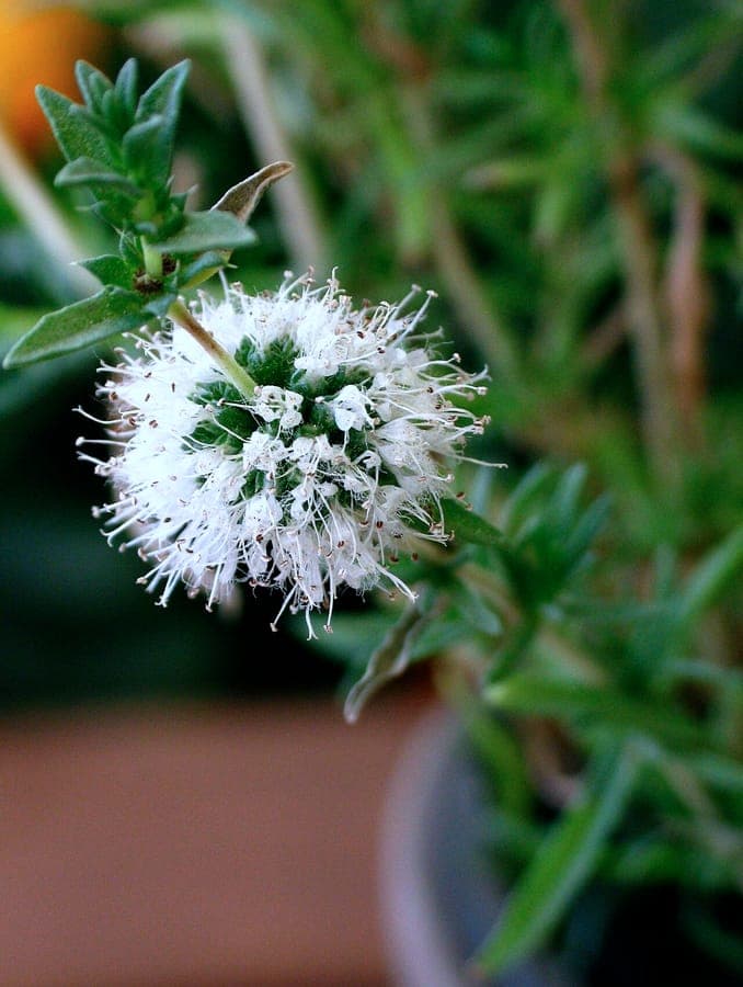 Mentha cervina mit violetten Blüten in voller Sonne auf einem trockenen Beet