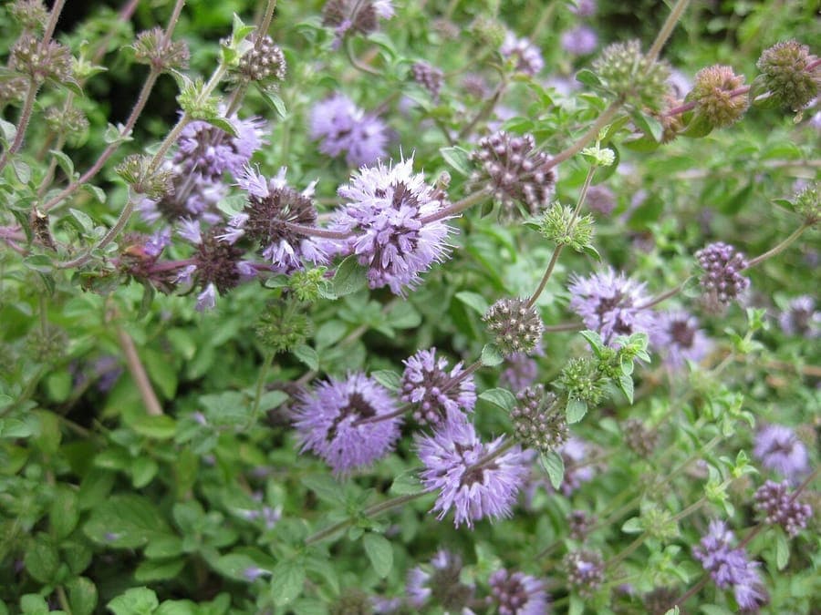 Low-growing Pennyroyal with small purple flowers in a sunny garden border