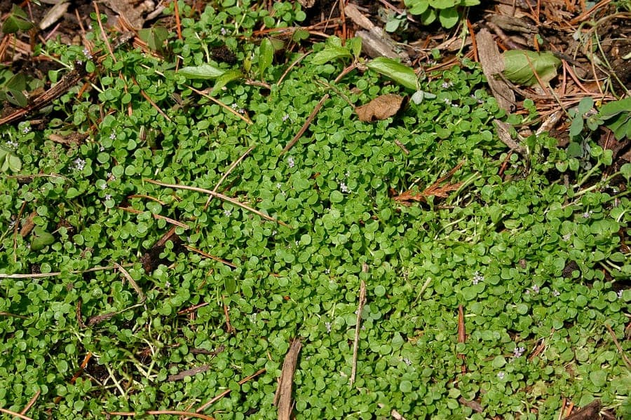 Corsican mint thriving between paving stones in a shaded, moist garden path