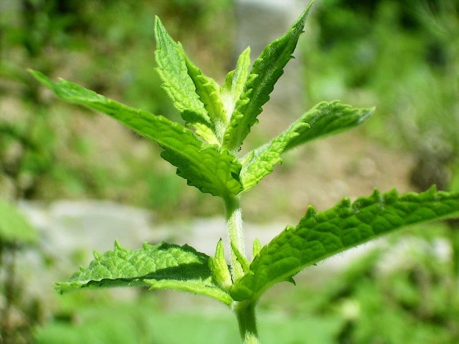 Fresh spearmint plant with bright green, lance-shaped leaves and purple flowering spikes in a garden bed.