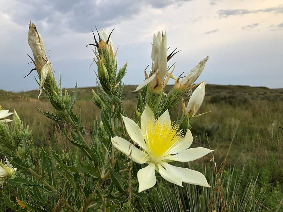 Fleur de Mentzelia decapetala aux dix pétales crème ouverts au crépuscule