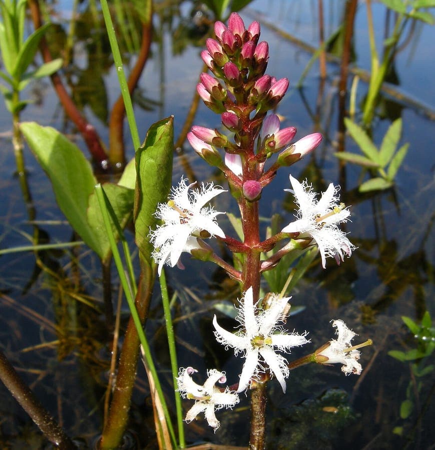 Trèfle d'eau (Menyanthes trifoliata) en fleur au bord du marais avec ses fleurs blanches caractéristiques et poilues