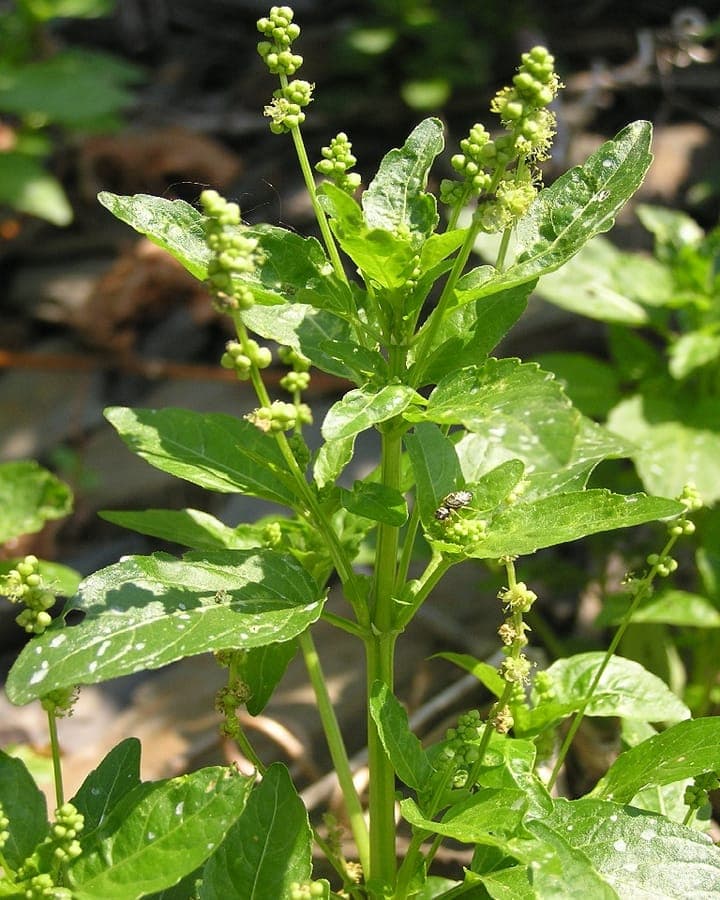 Annual mercury (Mercurialis annua) growing in dense vegetation with greenish flowers and productive seed heads