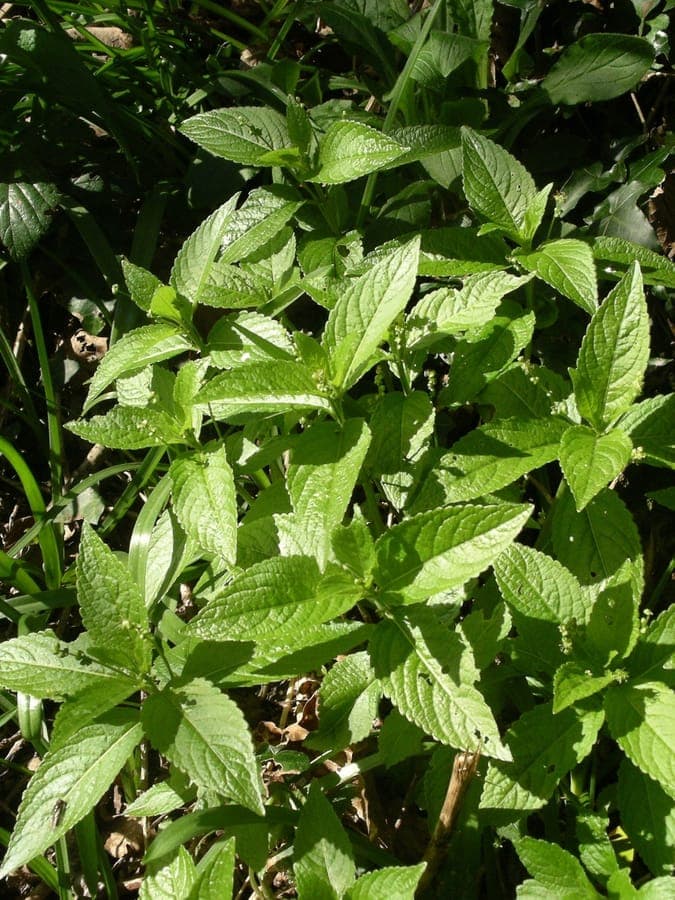 Dog mercury (Mercurialis perennis) growing as forest understory with green foliage and reddish stems