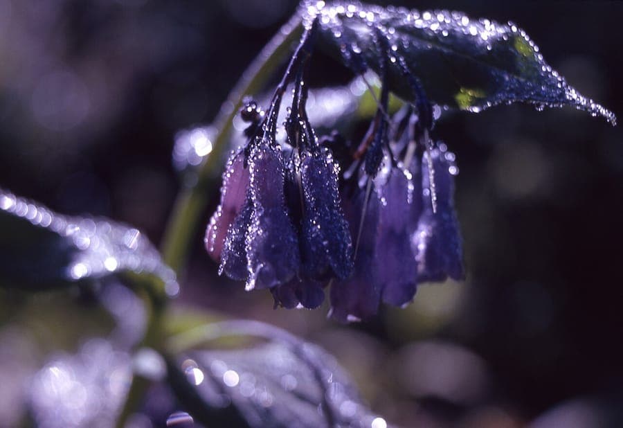 Mertensia ciliata with pendulous blue bell-shaped flowers along a mountain stream